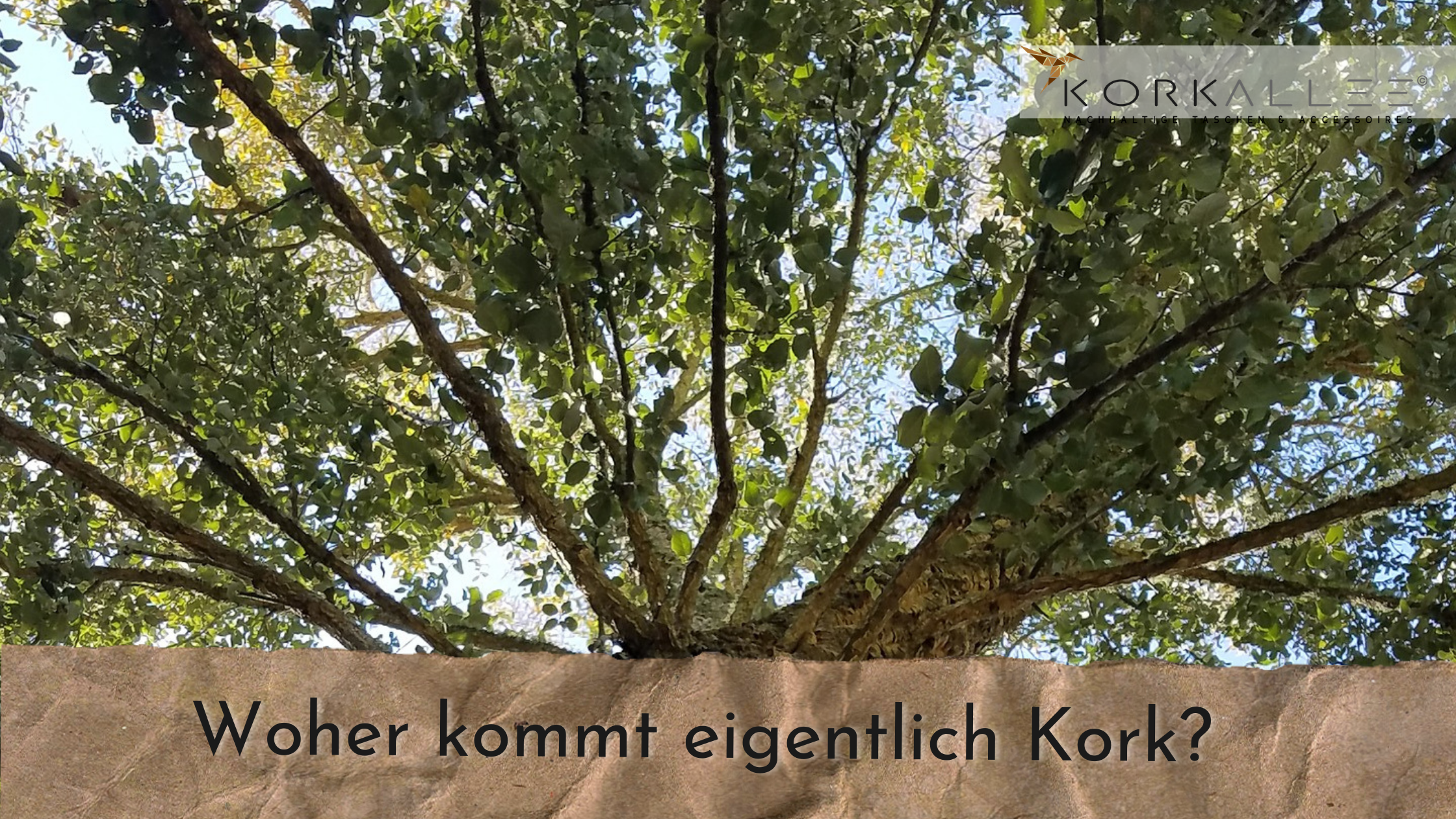 Woher kommt eigentlich Kork?