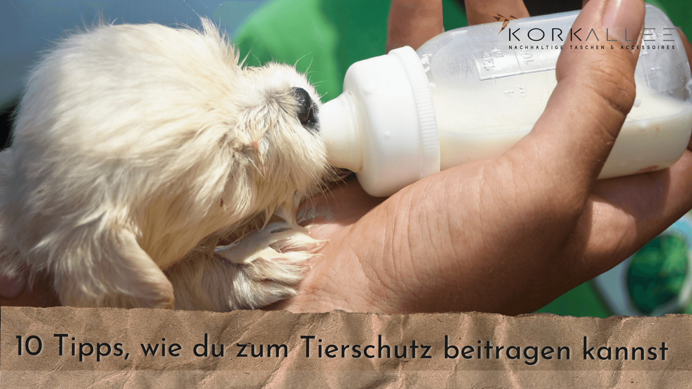 10 Tipps, wie du zum Tierschutz beitragen kannst 